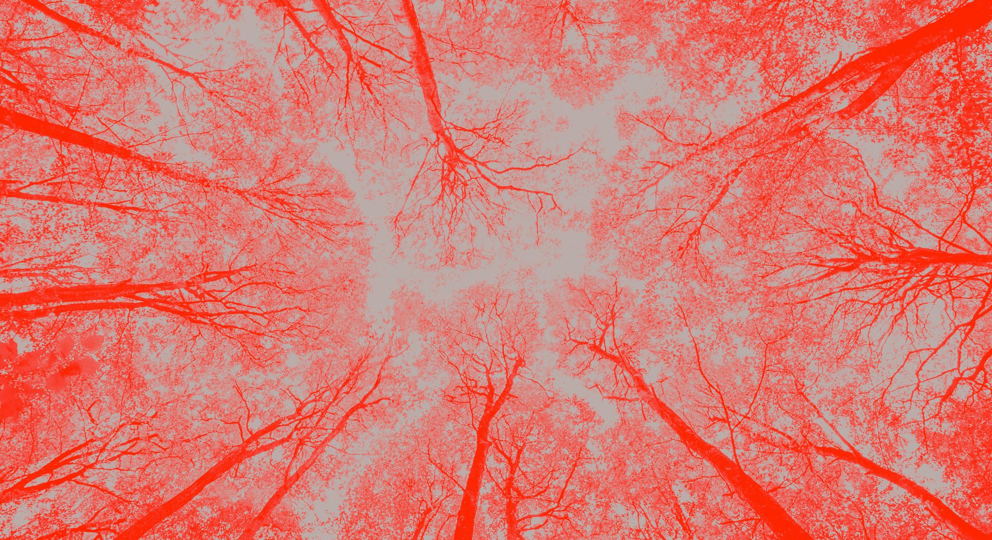 Beech trees in a forest called Bøkeskogen in Larvik city, Norway.