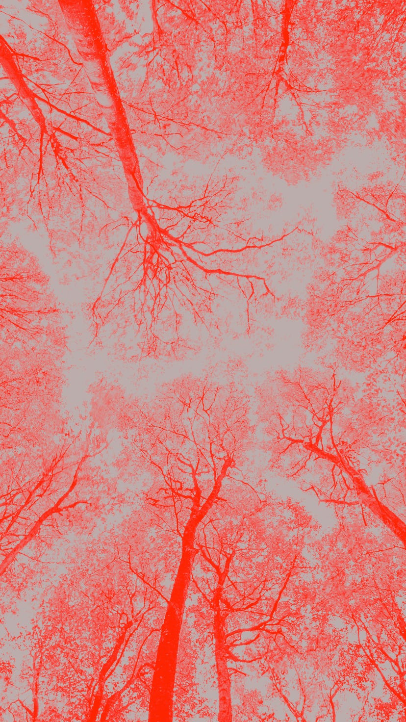 Beech trees in a forest called Bøkeskogen in Larvik city, Norway.