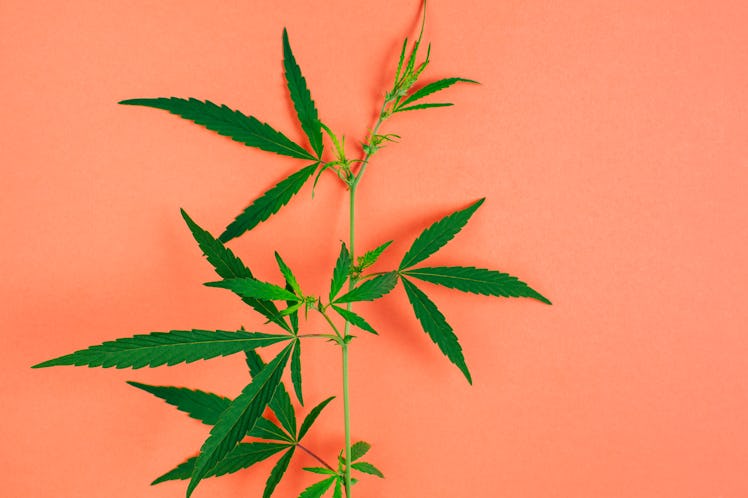 Branch of cannabis plant on orange background