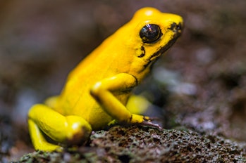 A golden poison frog, taken with a macro lens.