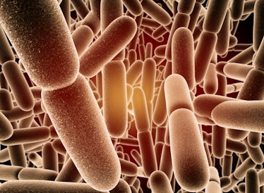 Bacillus subtilis bacteria, computer illustration. Bacillus subtilis, also known as grass bacillus o...
