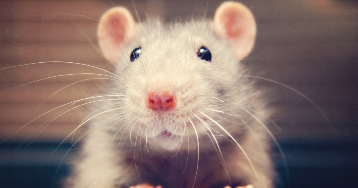 Could rat-tickling hold the secrets to our wellbeing?