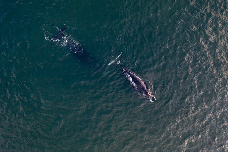 Aerial view of a bowhead whale, Balaena mysticetus, Sea of Okhotsk, eastern Russia.