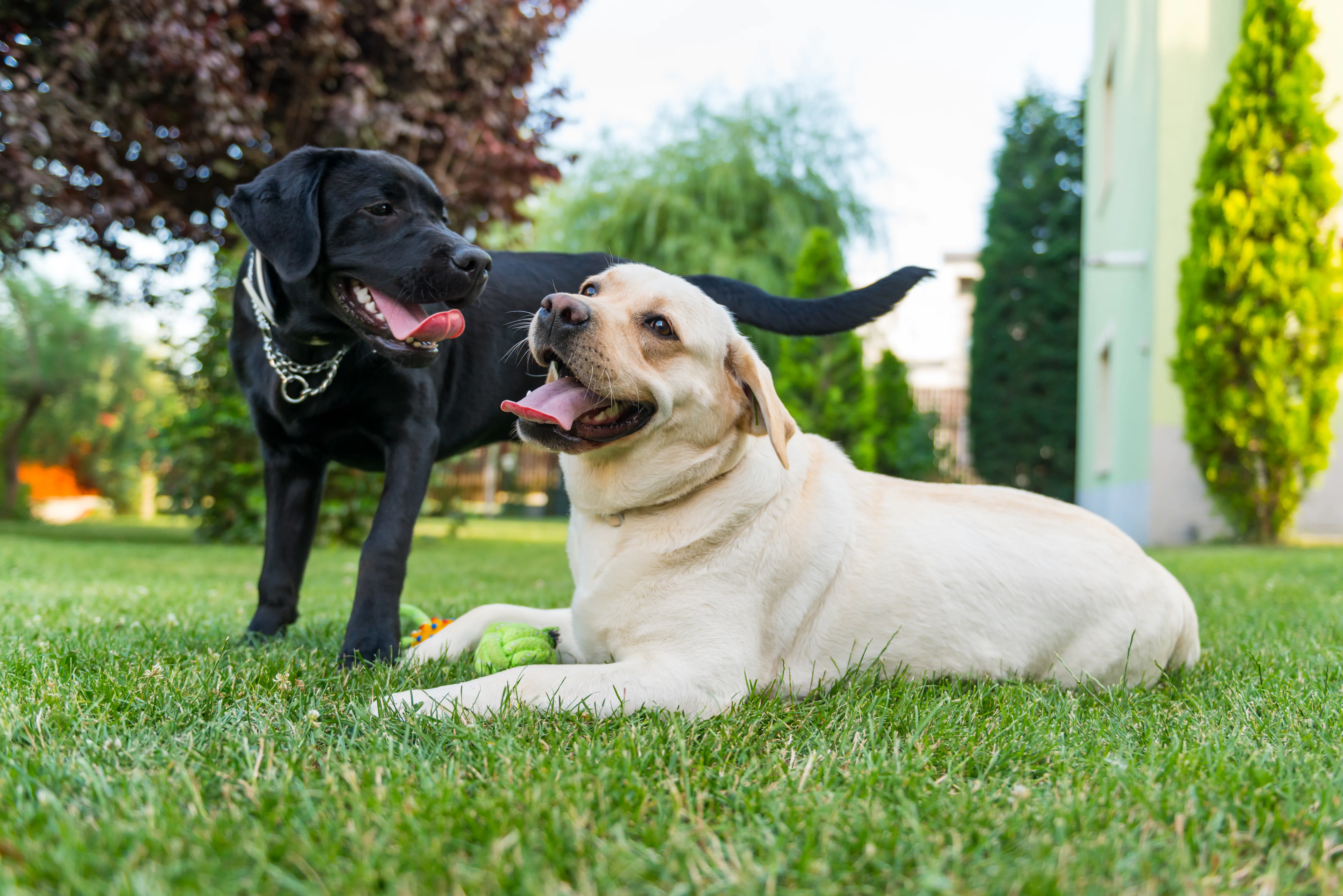 Can Dogs Get High On Weed? Here's What's Really Happening