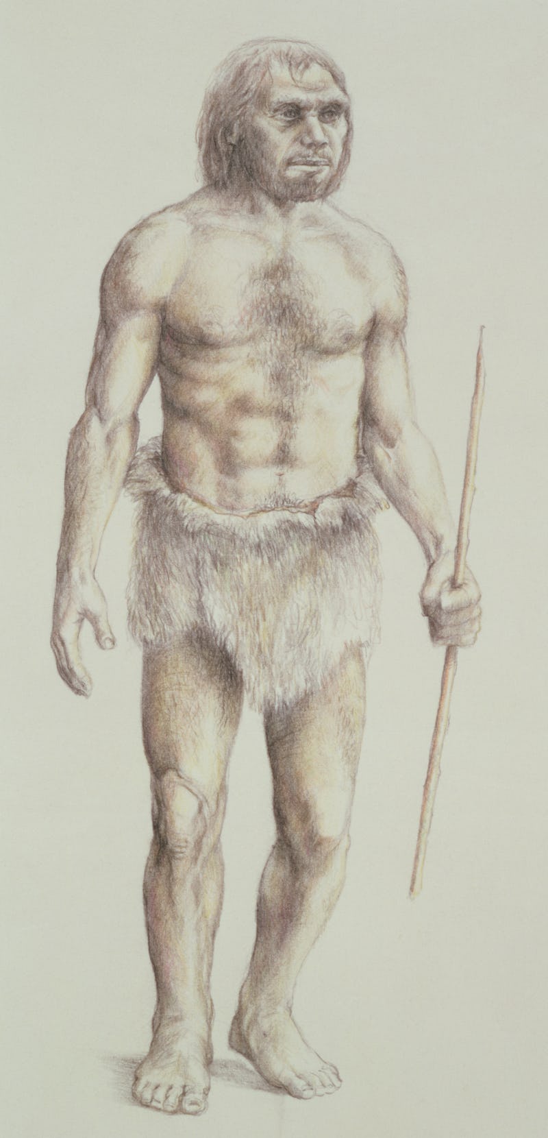 Neanderthal Man (pencil on paper) (Photo by Art Images via Getty Images)