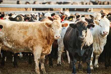 A group of cows scientist want to potty-train to save the planet