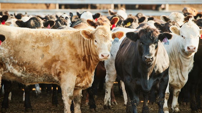 A group of cows scientist want to potty-train to save the planet