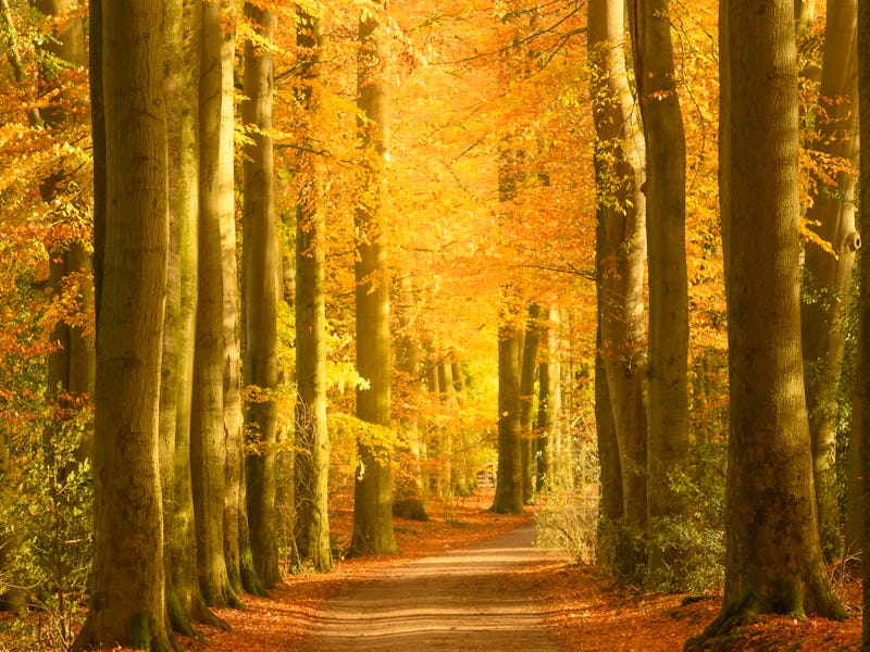 Path through a gold colored forest during a beautiful sunny fall day The forest ground of the Speuld...