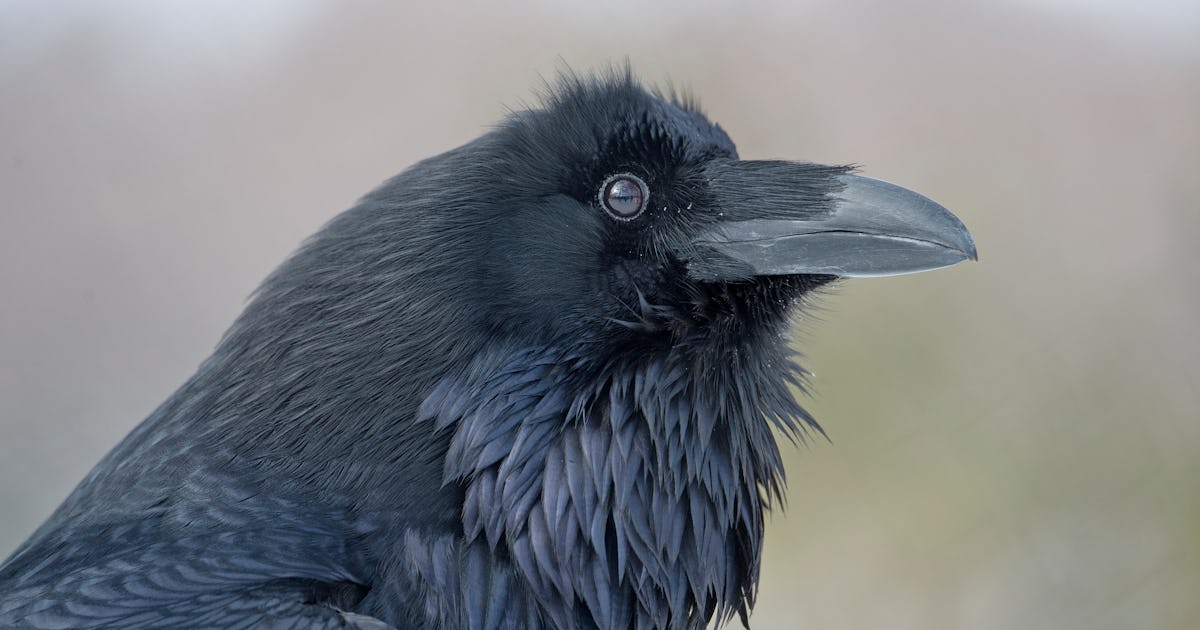 Can animals mimic human speech? The science of 6 unique creatures Can animals mimic human speech? The science of 6 unique creatures