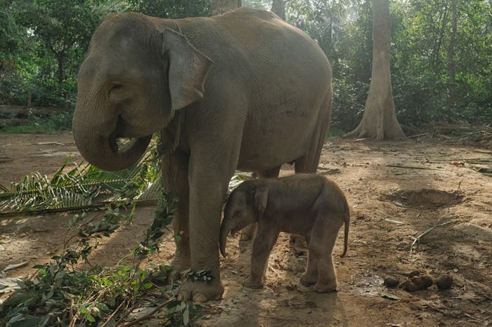 RIAU, INDONESIA - JULY 03, 2020: A male newly born baby Endagered Sumatran elephant plays with her m...