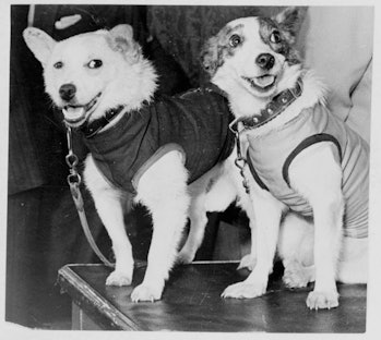 Belka and Strelka, Russian cosmonaut dogs, 1960. Belka and Strelka flew into Earth orbit on board Sp...