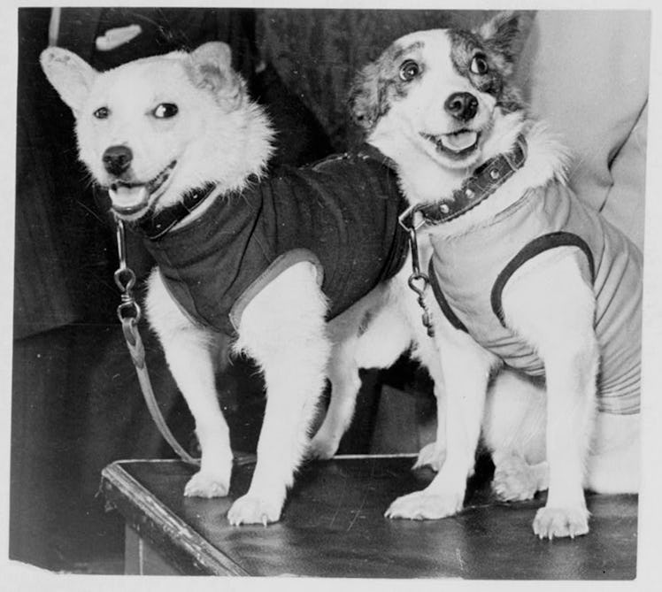 Belka and Strelka, Russian cosmonaut dogs, 1960. Belka and Strelka flew into Earth orbit on board Sp...