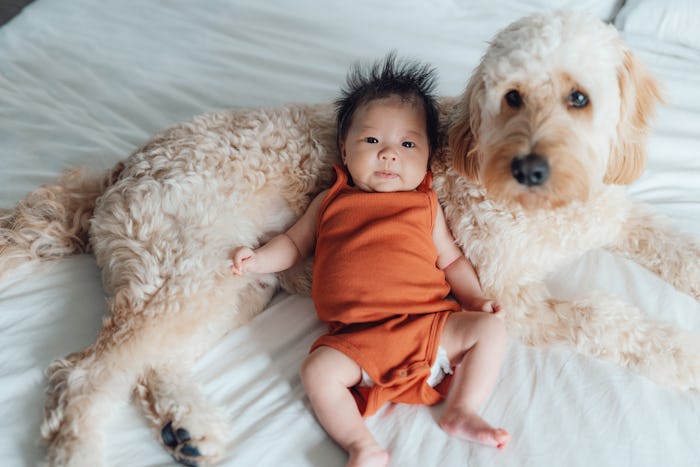 Asian baby girl is lying against a Goldendoodle puppy on a bed