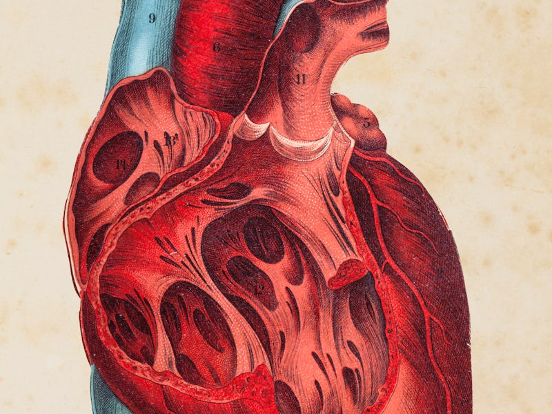 Steel engraving human heart illustration
Original edition from my own archives
Source : Platen Heilm...