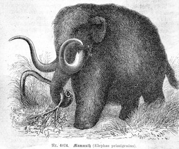 (Originalinis užrašas) Mamutas (elephas primigenius).
