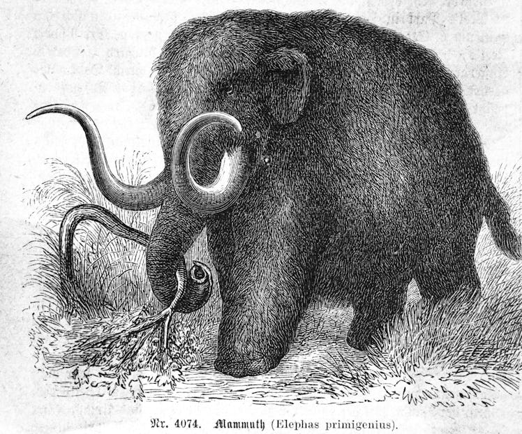 (Original Caption) Mammoth (elephas primigenius).
