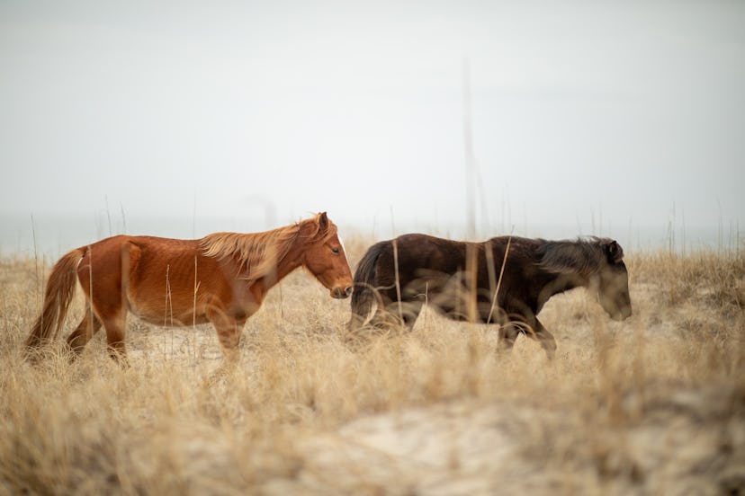 Image of Corolla horses on the Outer Banks