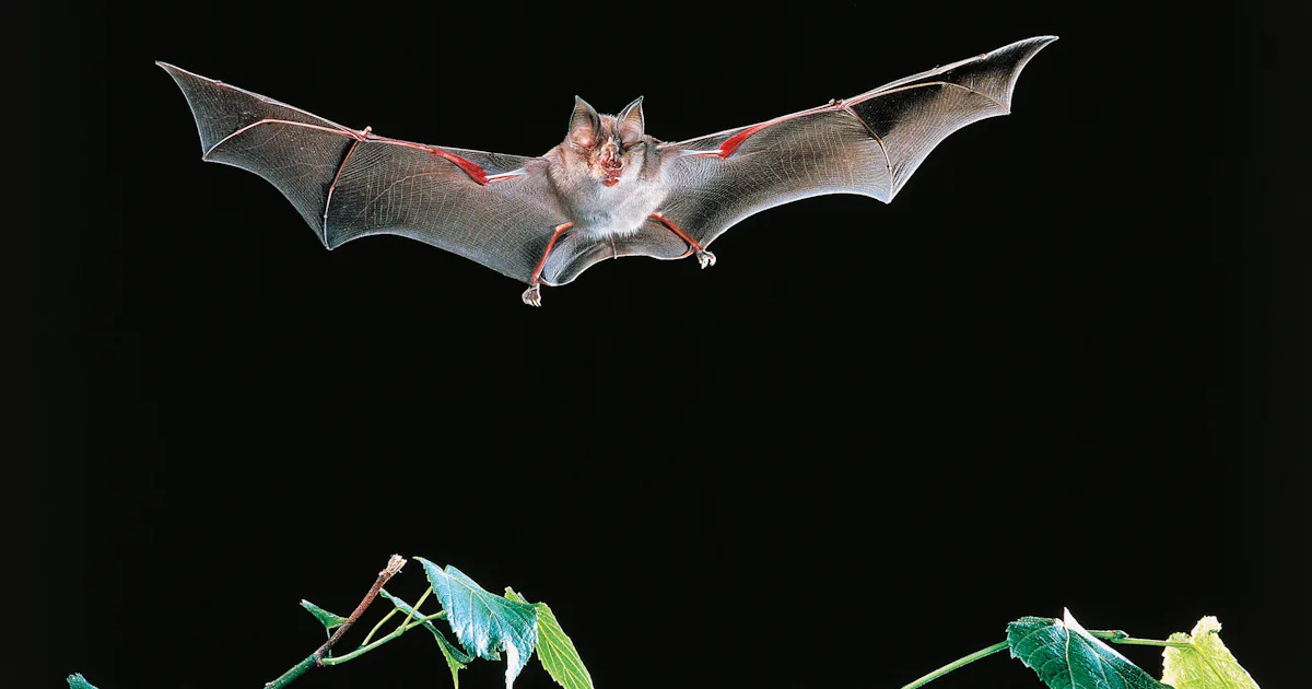 Small Insect Bat How one small insect outsmarts the powerful sonar sense of bats