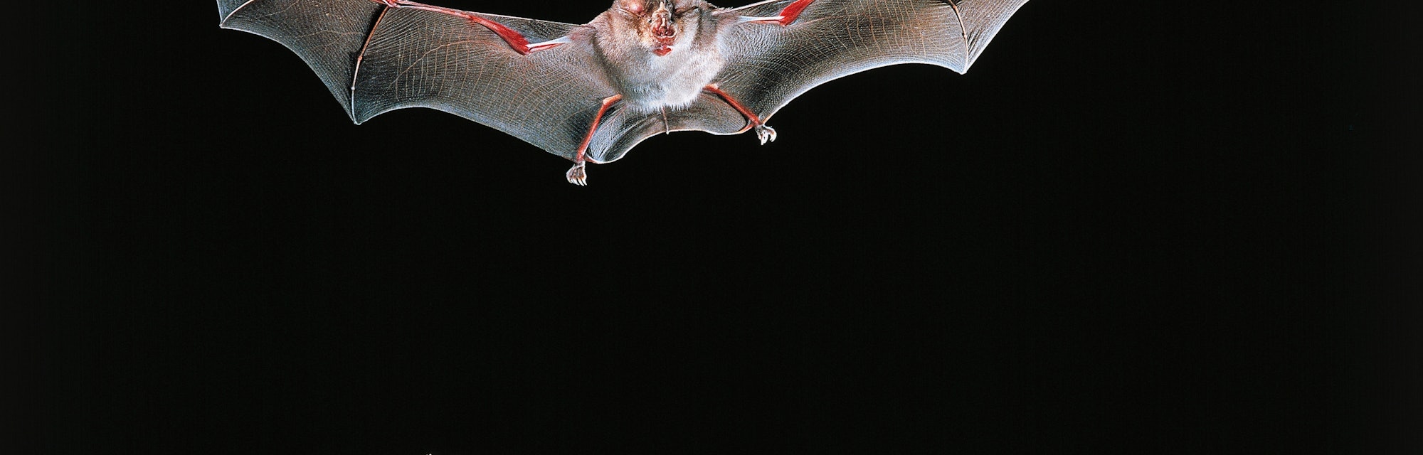 UNSPECIFIED - MARCH 03: Greater Horseshoe Bat (Rhinolophus ferrumequinum), Rinolofidae, while catchi...