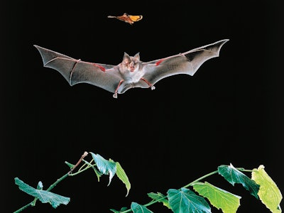 UNSPECIFIED - MARCH 03: Greater Horseshoe Bat (Rhinolophus ferrumequinum), Rinolofidae, while catchi...