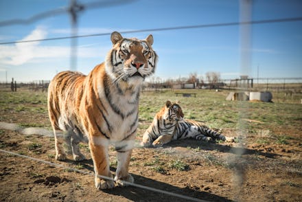 KEENESBURG, CO - APRIL 05: A pair of the 39 tigers rescued in 2017 from Joe Exotic's G.W. Exotic Ani...