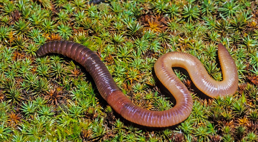 EARTHWORM (Lumbricus terrestris), a TERRESTRIAL SEGMENTED WORM (or ANNELID).  Earthworms (or commonl...