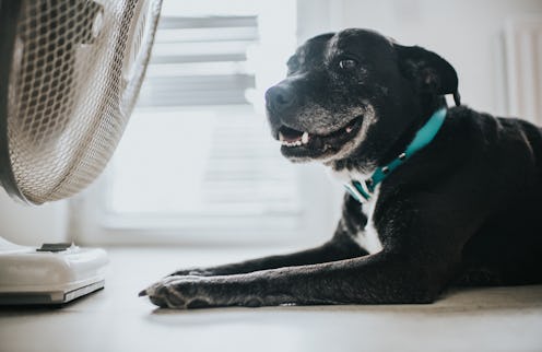 Dog enjoying cooling down beside a large fan.