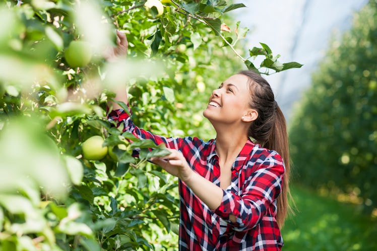 When you're on your next apple picking adventure, don't forget to use one of these apple picking pun...