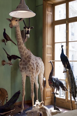 Naturalised animals are pcitured at the Deyrolle shop in Paris on July 16, 2013, after repair work f...