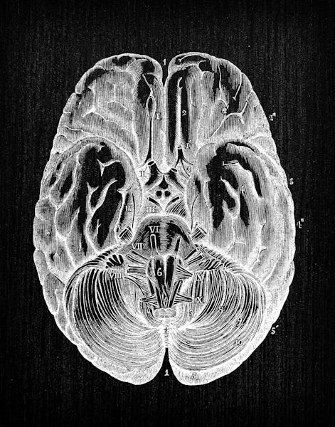 Antique illustration of human body anatomy nervous system: Brain