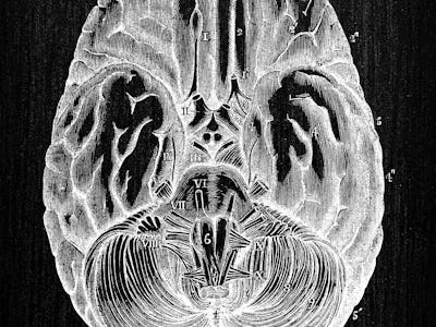 Antique illustration of human body anatomy nervous system: Brain