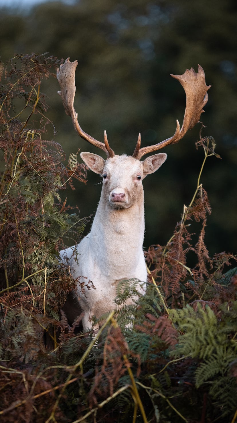 The October Blood moon gets its name from the season of hunting deer ahead of winter.