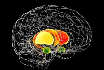 Dorsal striatum in the brain, illustration. It is a nucleus in the basal ganglia, consists of the ca...