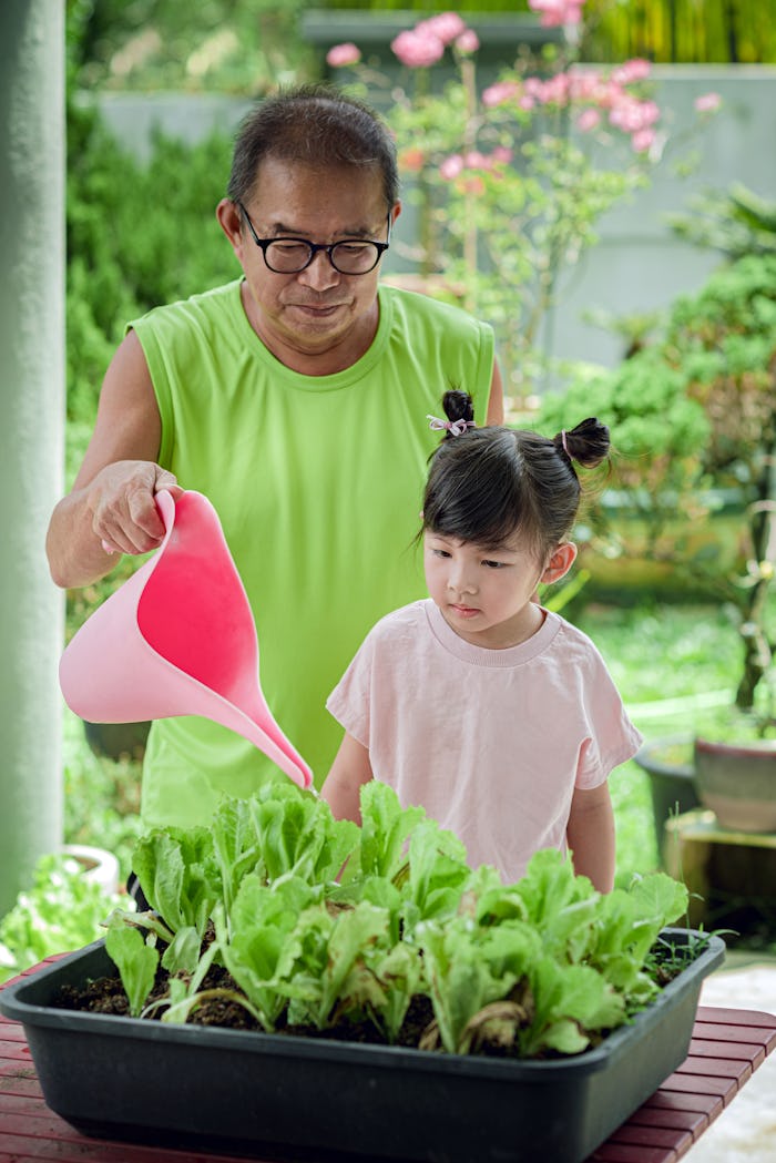 Grandpa teaching watering vegetables