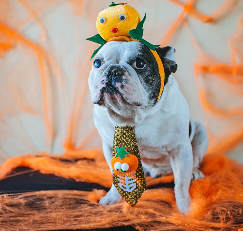 These cute Halloween Zoom backgrounds include adorable pups in costumes.