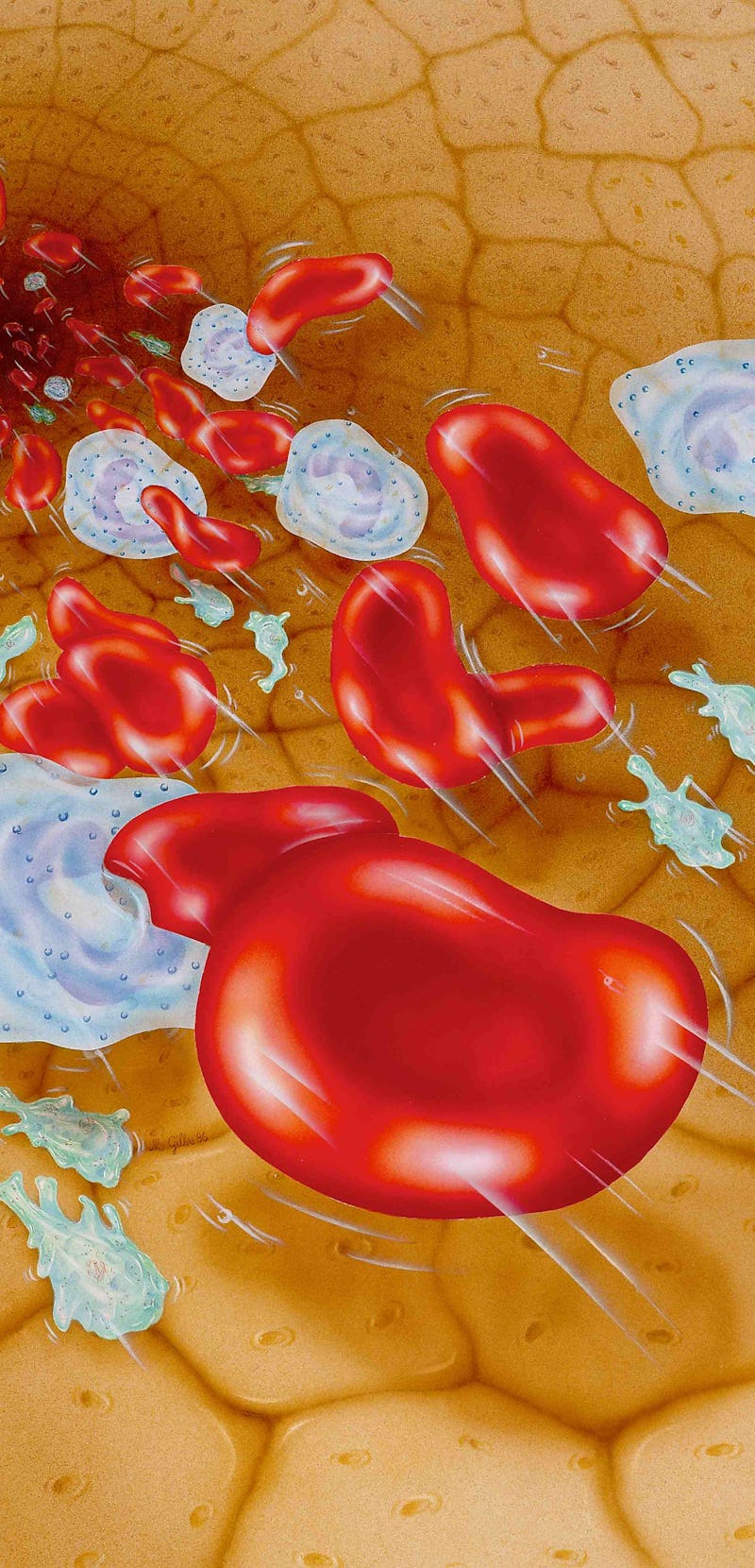 Here, red blood cells, white blood cells and platelets (green). (Photo by: GILLES/BSIP/Universal Ima...