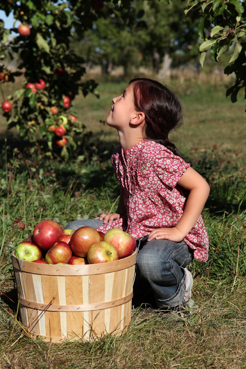 Apple picking is one fall bucket list idea to enjoy this autumn. 