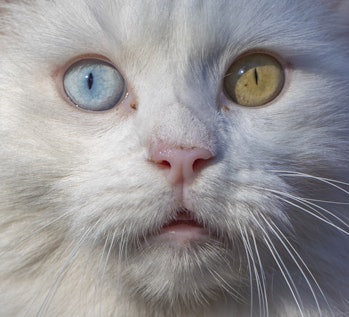 ANKARA, TURKIYE - JANUARY 05: A Turkish odd-eyed "Angora cat" also known as 'Ankara cat' is seen in ...