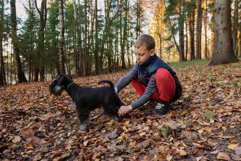 Little boy playing with his dog Miniature Schnauzer in autumn forest. Child caring for a puppy outdo...