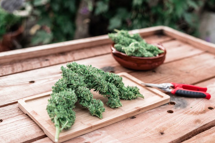 Ripe cannabis buds placed on tray near pruning shears on wooden table on farm