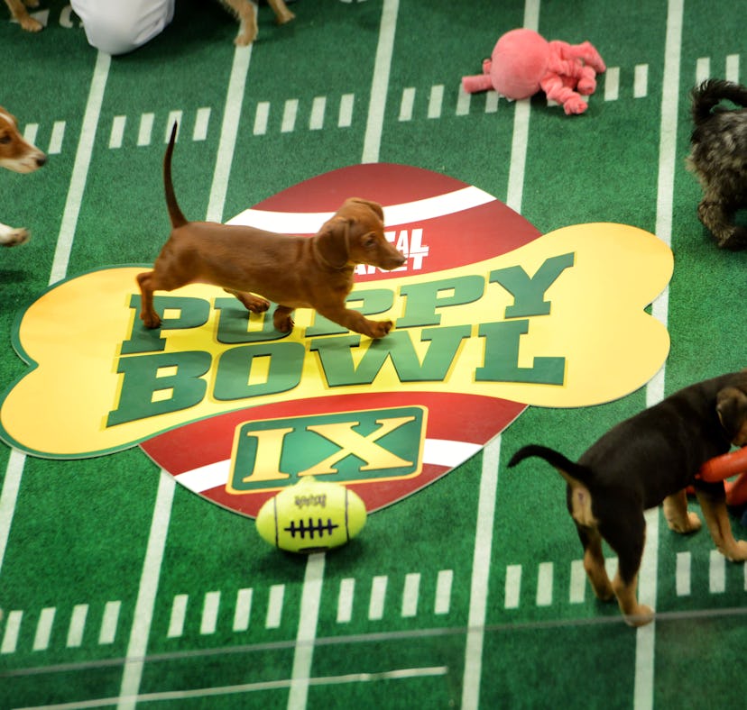 Here's everything to know about the 2022 Puppy Bowl, including how to watch, the lineup of competito...