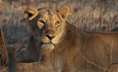 Female Asiatic lion / Asiatischer Löwe (Panthera leo persica) in Gir National Park, Gujarat, India