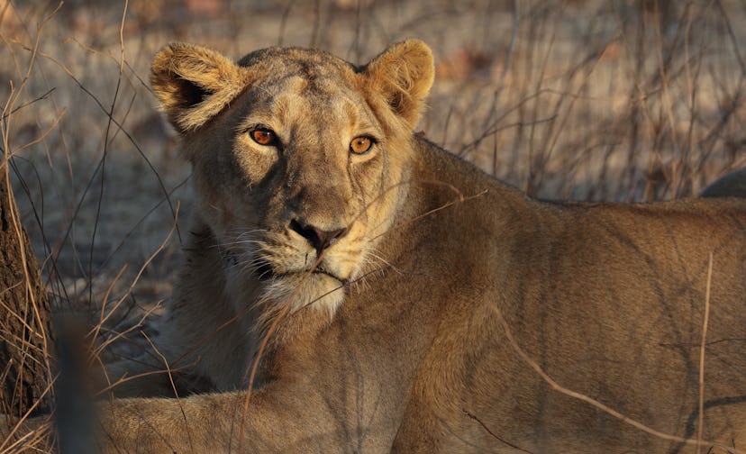 Female Asiatic lion / Asiatischer Löwe (Panthera leo persica) in Gir National Park, Gujarat, India