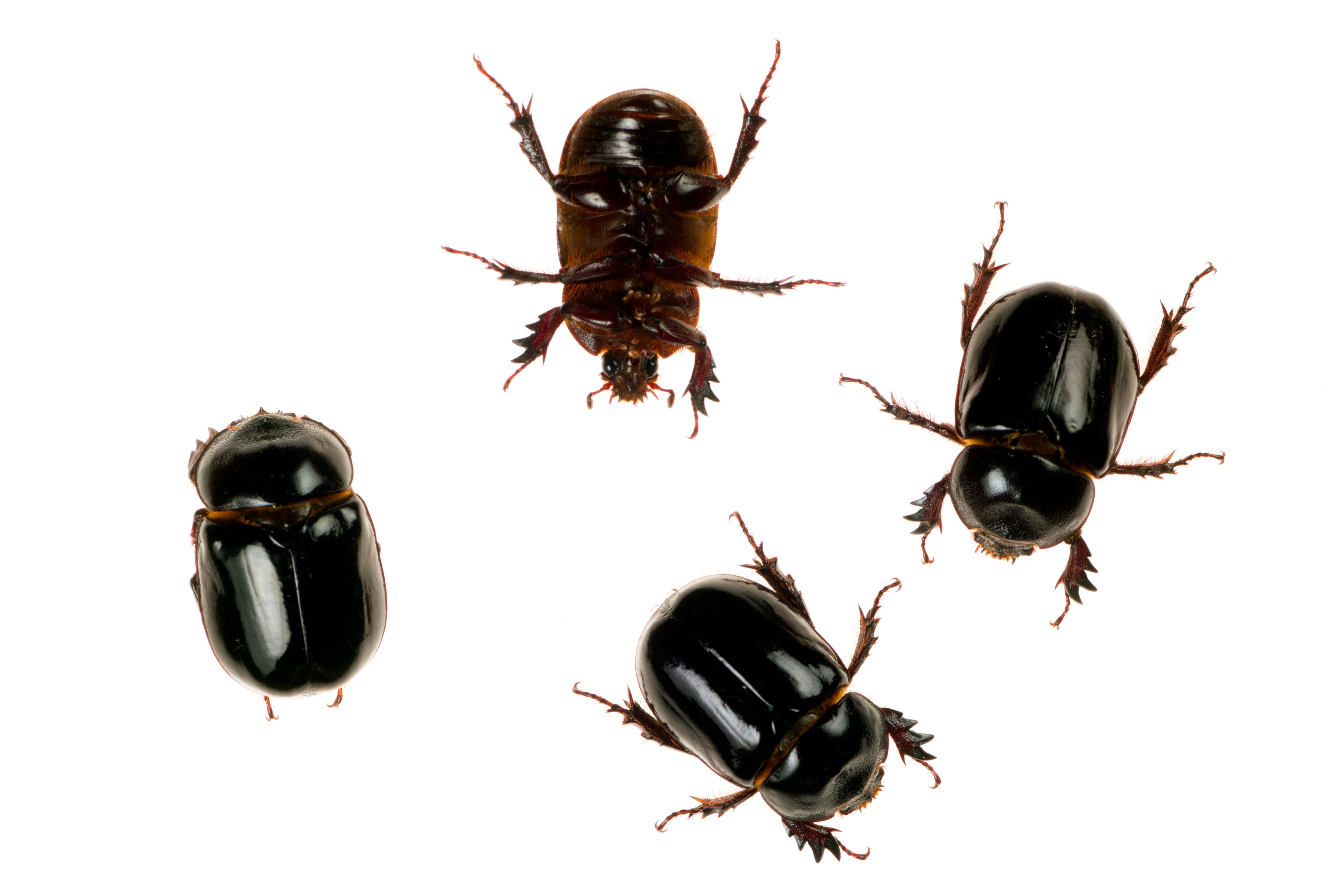 Adults of  Scarabaeinae most species are ball-rollers, and they shape carrion or dung into balls tha...