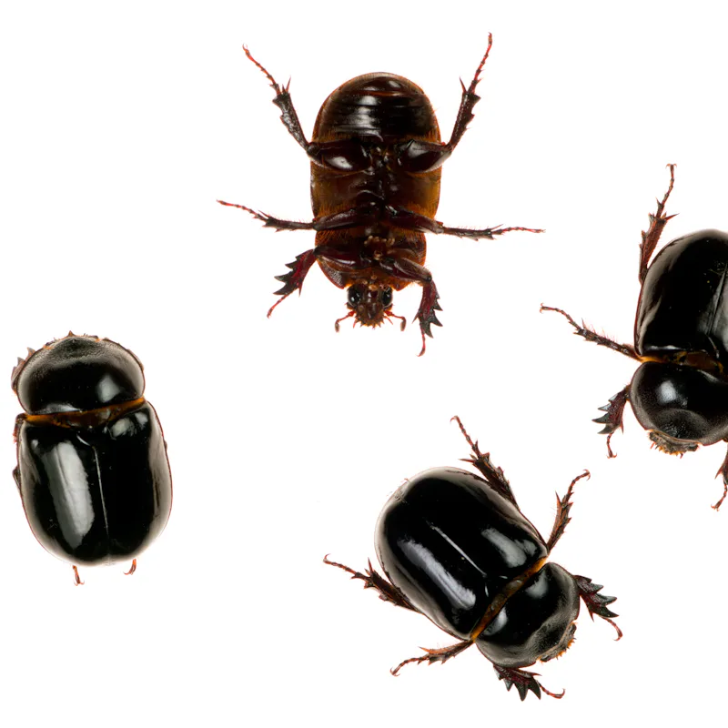 Adults of Scarabaeinae most species are ball-rollers, and they shape carrion or dung into balls tha...