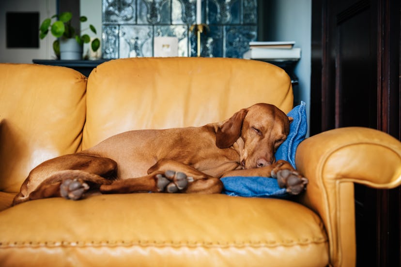 A family dog sleeping soundly on the living room sofa.