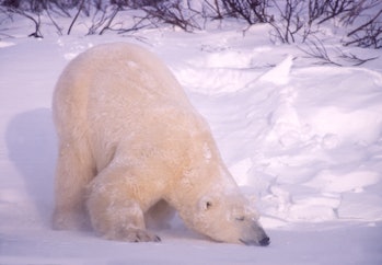 Canada Manitoba, Oct 25/2011 apolar bear at Churchill. it is rubbing its face to cool down, polar be...