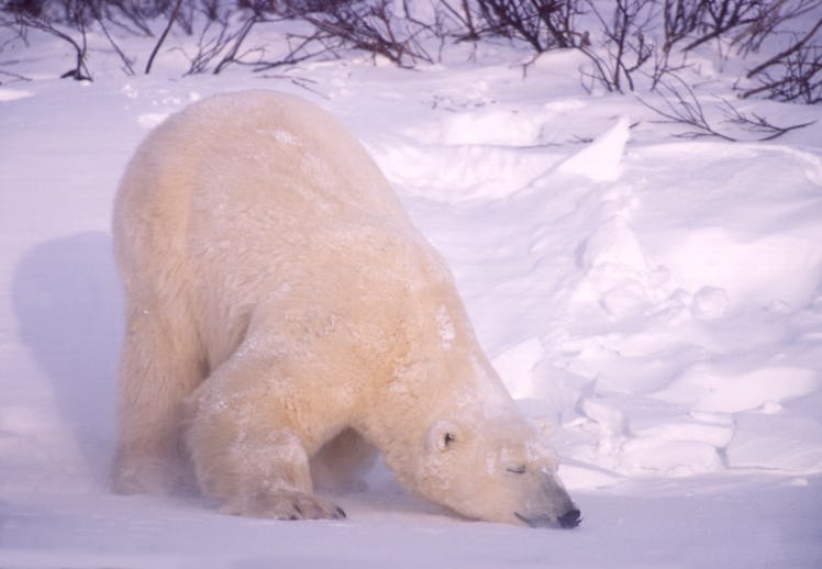 A polar bear at Churchill rubbing its face to cool down after hunting