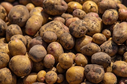Harvest potatoes in the garden. Selective focus. Nature.