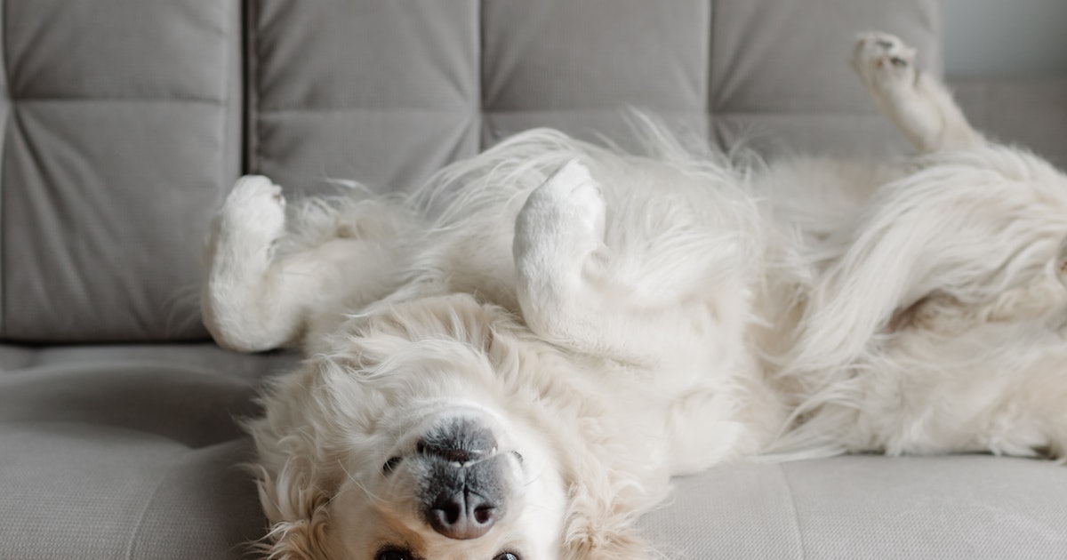 How To Get Dog Smell Out Of Your Couch: The Best Products & Services